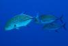 Carangues en chasse par Tibod